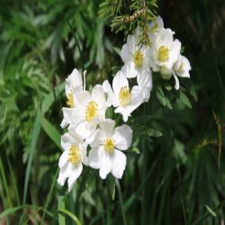 Monte-Baldo-Anemone-Anemone-baldensis