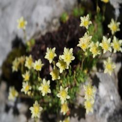 Moschus-Steinbrech-Saxifraga-Moschata