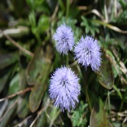 Nacktstangelige-Kugelblume-Globularia-nudicaulis