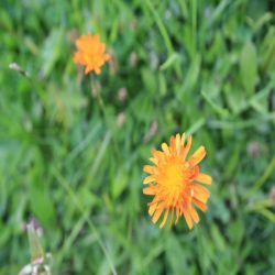 Orangerotes-Habischtskraut-Hieracium-aurantiacum