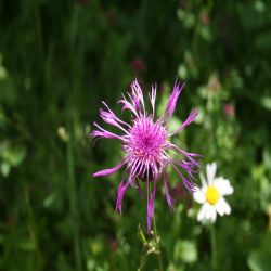 Perucken-Flockenblume-Centaurea-Pseudophrygia