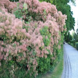 Peruckenbaum-Cotinus-coggygria