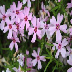 Phlox-Phlox-Caespitosa