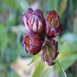 Purper-Enzian-Gentiana-pannonica