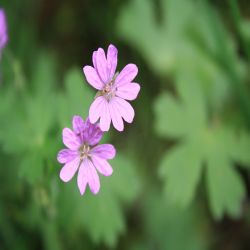 Pyrenaen-Storchschnabel-Geranium-pyrenaicum-Burm