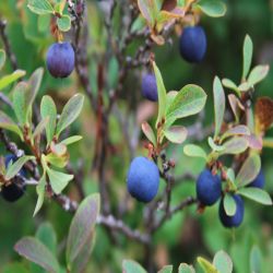 Rauschbeere-Vaccinium-uliginosum