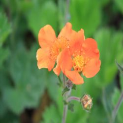 Rosaceae-Geum-coccineum-Borisii