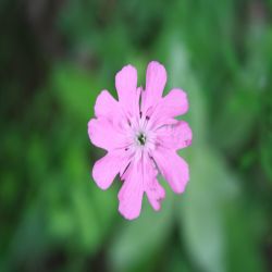 Rote-lichtnelke-Silene-dioica