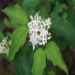 Roter-Hartriegel-Cornus-sanguinea-Rode-kornoeltje