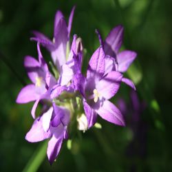 Rundblattrige-Glockenblume-Campanula-rotundifolia