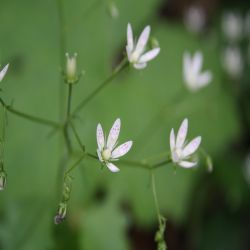 Rundblattriger-Steinbrech-Saxifrage-rotundifolia