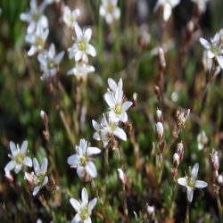 Rundblttriger-Steinbrech-Saxifraga-rotundifolia2