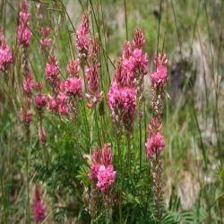 Saat-Esparsette-Onobrychis-viciaefolia