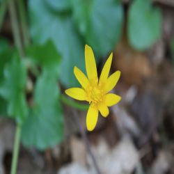 Scharbockskraut-Ranunculus-ficaria