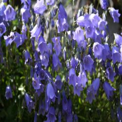 Scheuchzers-Glockenblume-Campanula-Schenchzeri