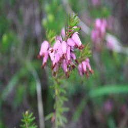 Schnee-Heide-Erica-herbacea