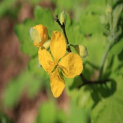 Schollkraut-Chelidonium-majus