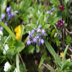 Schopfige-Kreuzblume-Polygala-comosa