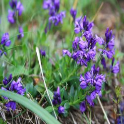 Schopfige-Kreuzblume-Polygala-comosa2