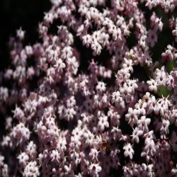 Schwarzer-Holunder-Sambucus-nigra