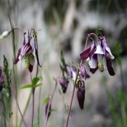 Schwarzviolette-Akelei-Aquilegia-atrata-Koch