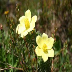 Schwefel-Anemone-Pulsatilla-alpina