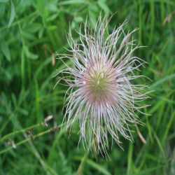 Schwefel-Anemone-Pulsatilla-alpina2