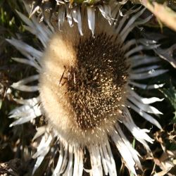 Silberdistel-Carlina-acaulis