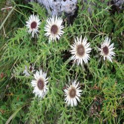 Silberdistel-Carlina-acaulis2