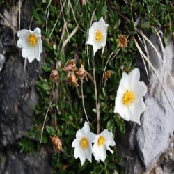 Silberwurz-Dryas-Octopetala