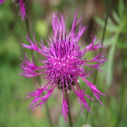 Skabiosen-Flockenblume-Centaurea-scabiosa