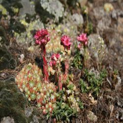 Spinnenwebhuislook-Sempervium-Arachnoideum