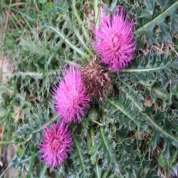 Stangellose-Kratzdistel-Cirsium-acaule