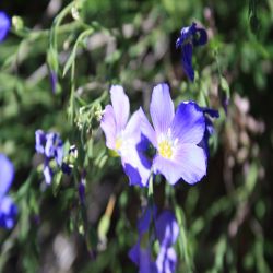 Stauden-Lein-Dauer-Lein-Linum-perenne