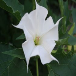 Stechapfel-Datura-stramonium