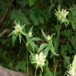 Sterndolde-Astrantia