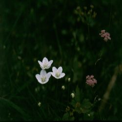 Studentenroschen-Parnassia-palustris