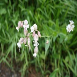 Taubenkropf-Leimkraut-Silene-vulgaris