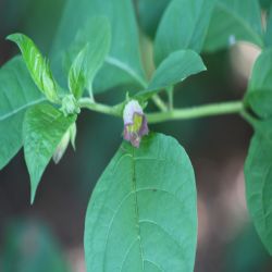 Tollkirsche-Atropa-belladonna