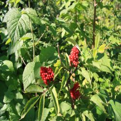 Trauben-Holunder-Sambucus-racemosa