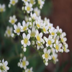 Trauben-Steinbrech-Saxifraga-paniculata