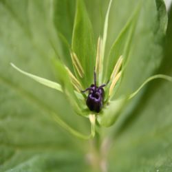 Vierbattrige-Einbeere-Paris-quadrifolia