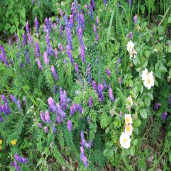 Vogel-Wicke-Vicia-cracca