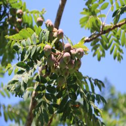 Vogelbeerbaum-Eberesche-Sorbus-domestica