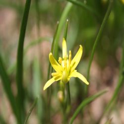 Wald-Gelbstern-Gagea-lutea