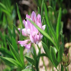 Wald-Klee-Hugel-Klee-Trifolium-alpestre