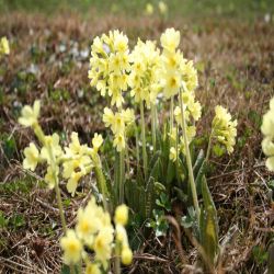Wald-Primel-Schlusselblume-Primula-elatior