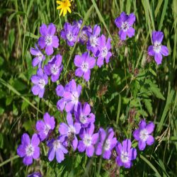 Wald-Storchschnabel-Geranium-Sylvaticum