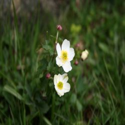 Wald-Windroschen-Anemone-sylvestris