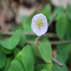 Waldsauerklee-Oxalis-acetosella